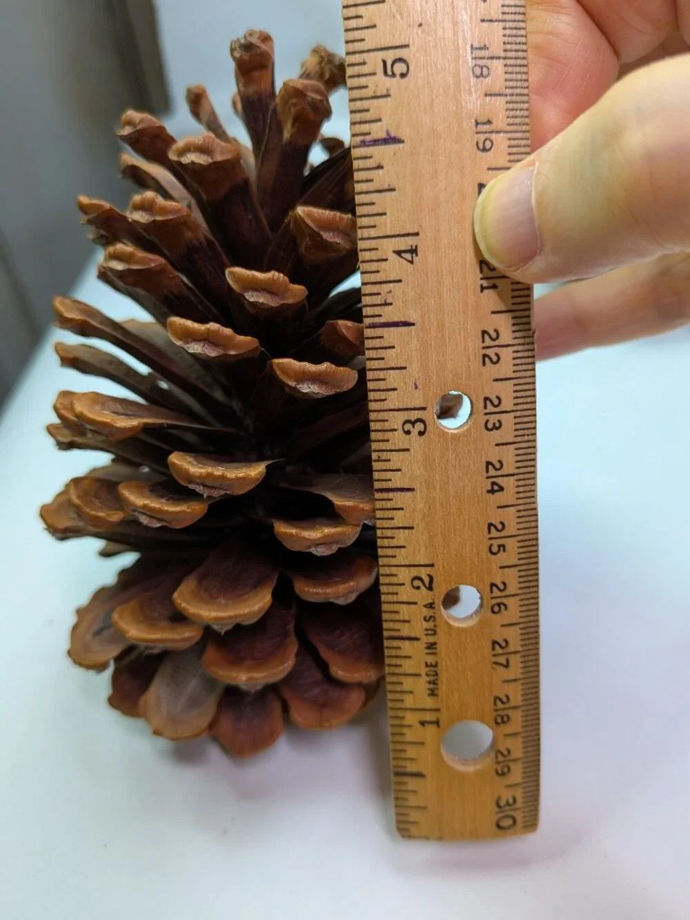 Natural Pine Cones Lot of 6 Vintage 7.5 to 5